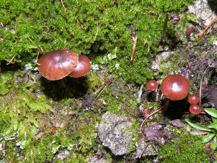 Psilocybe montana